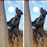 Hunting Dog